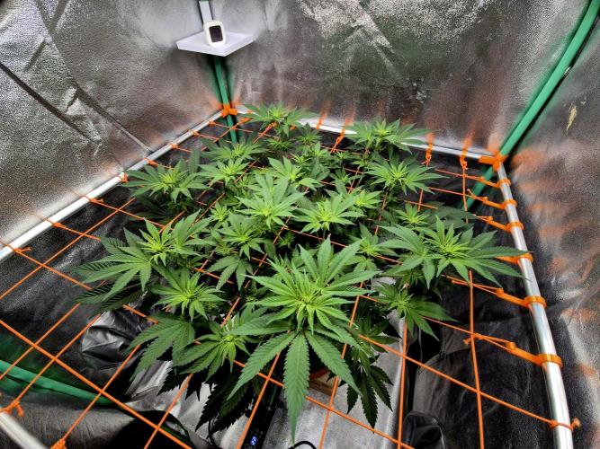 Orange bud main lining. Week 10