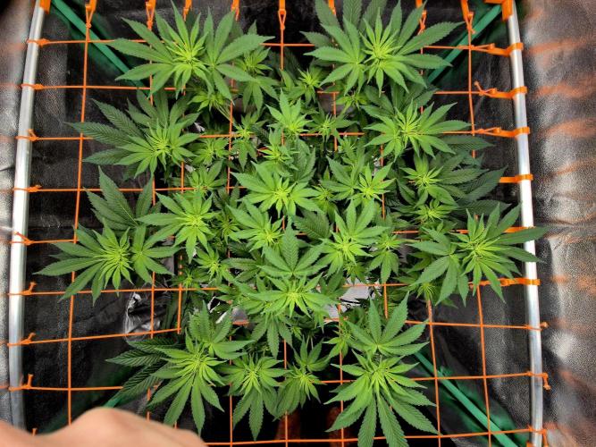 Orange bud main lining. Week 10