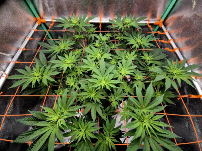 Orange bud main lining. Week 10