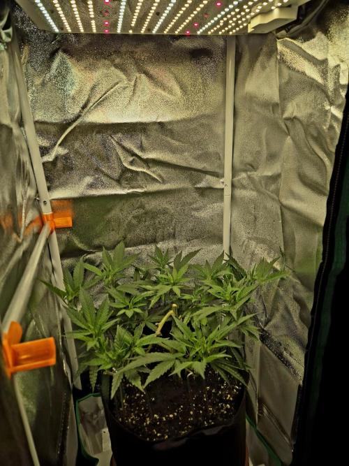 Special Kush (clone) main lining. Week 6 - 20.02.