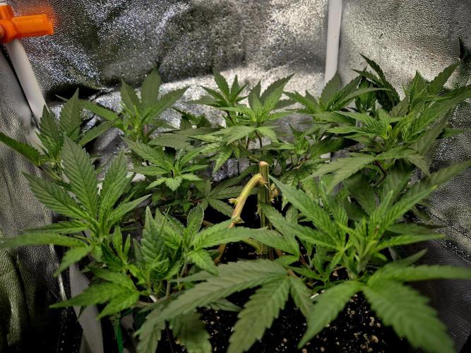 Special Kush (clone) main lining. Week 6