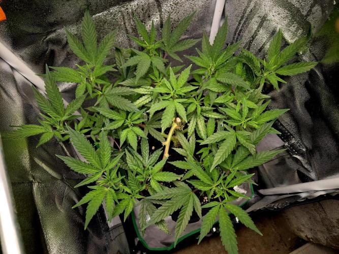 Special Kush (clone) main lining. Week 6