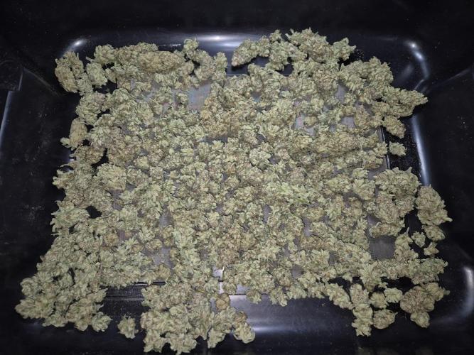 Purple Haze. Week 11