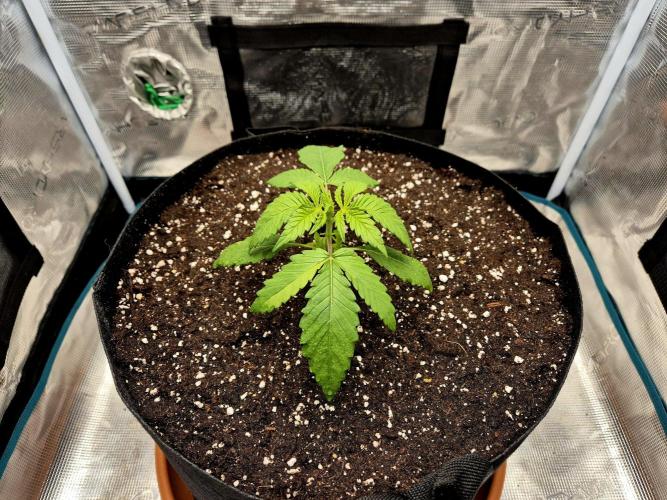 Cream Mandarine main lining. Week 3 - Tag 15