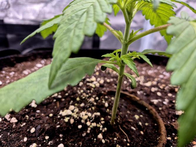 Cream Mandarine main lining. Week 3
