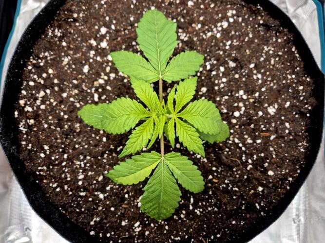 Cream Mandarine main lining. Week 3