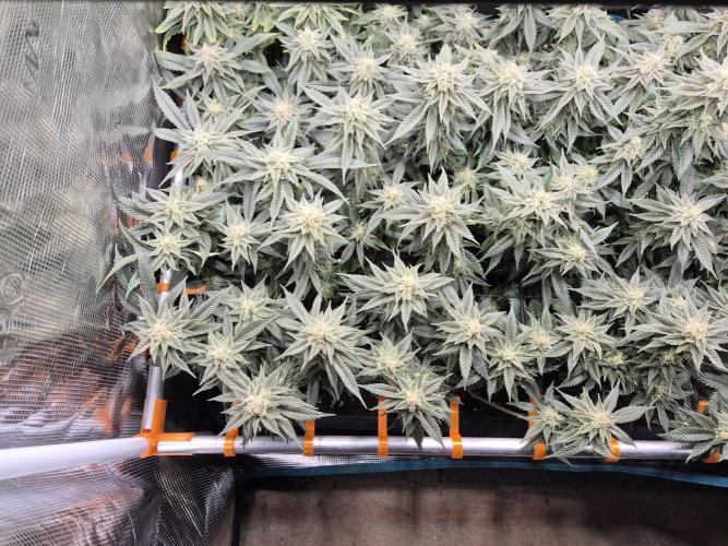 Purple Haze. Week 10