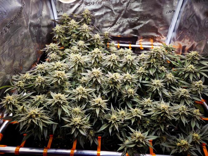 "Purple" Haze clones. Week 10