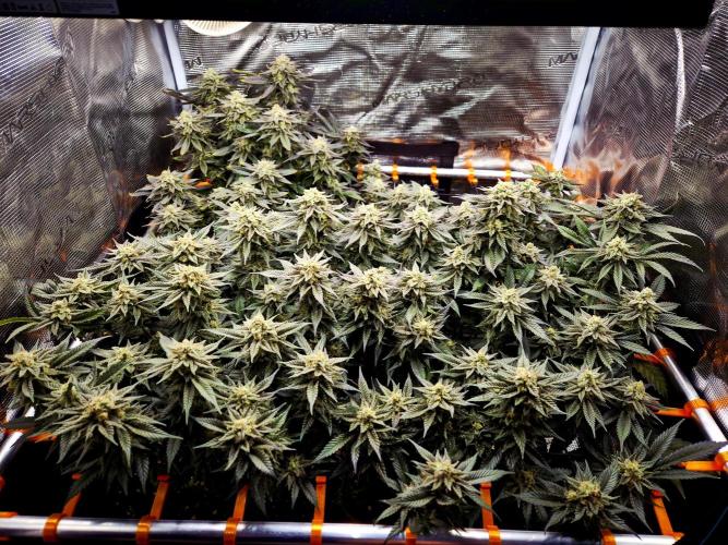 "Purple" Haze clones. Week 10