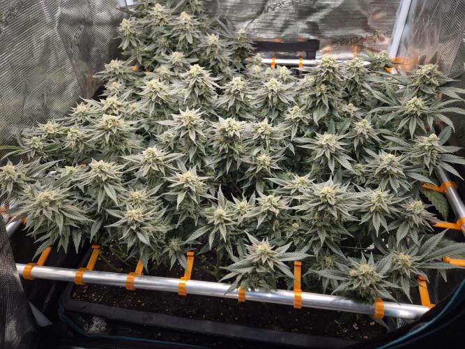 Purple Haze. Week 10