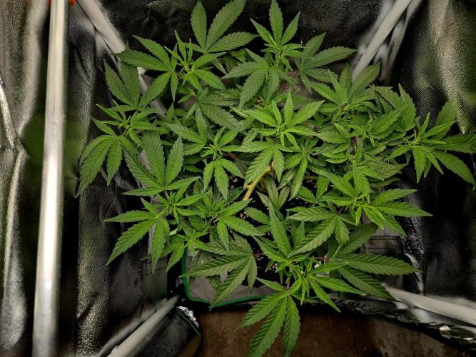 Special Kush (clone) main lining. Week 6