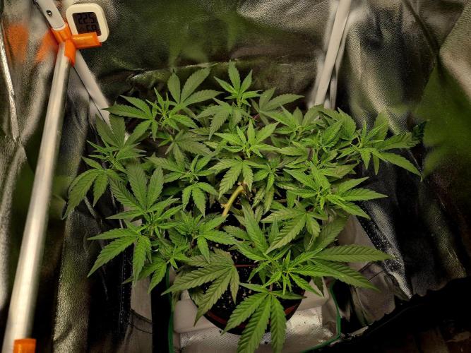 Special Kush (clone) main lining. Week 6 - 21.02.