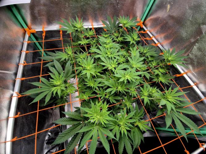 Orange bud main lining. Week 11 - 22.02.