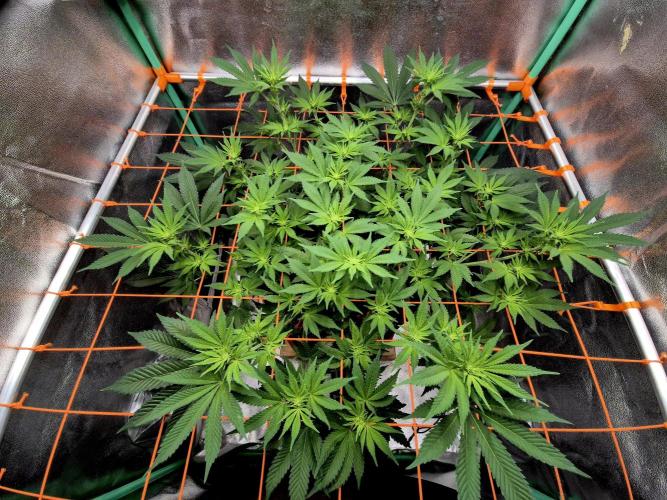 Orange bud main lining. Week 11