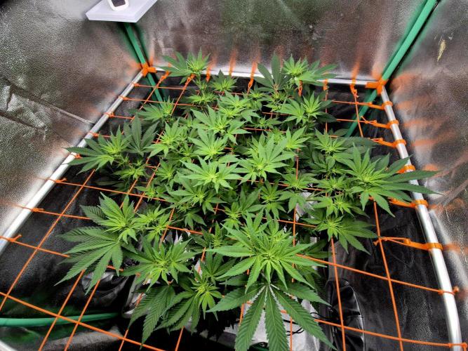 Orange bud main lining. Week 11