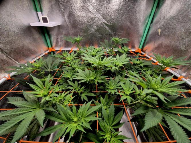 Orange bud main lining. Week 11