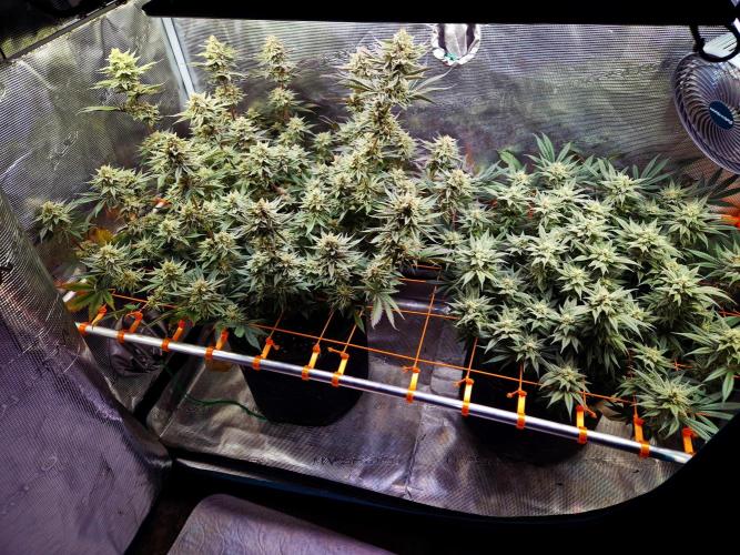 Caly 'n banana main lining. Week 9