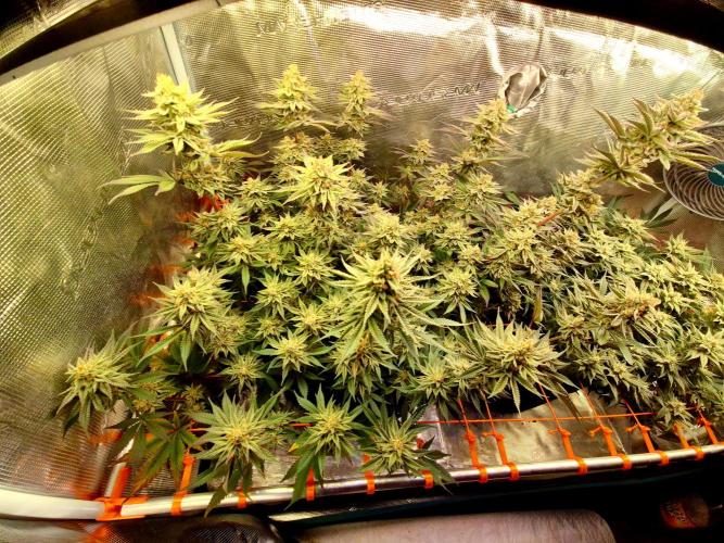 Caly 'n banana main lining. Week 9
