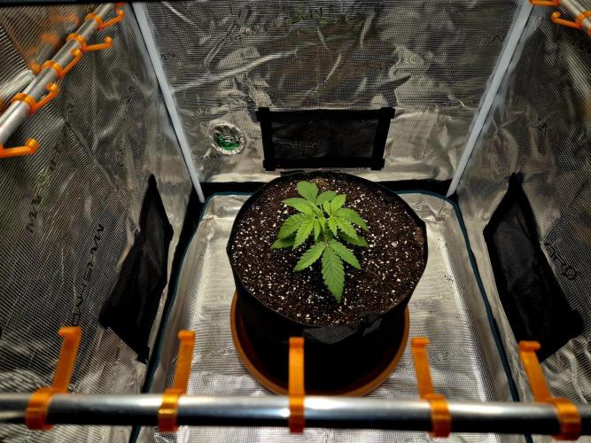 Cream Mandarine main lining. Week 3 - Tag 16