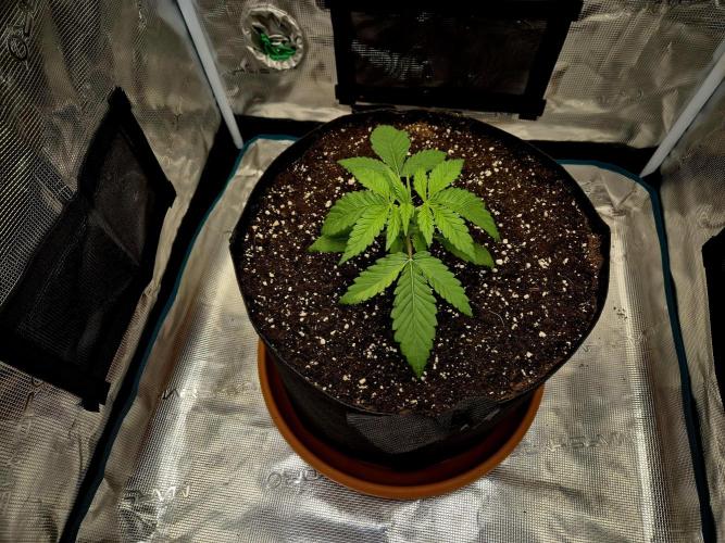 Cream Mandarine main lining. Week 3