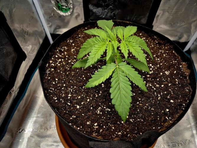 Cream Mandarine main lining. Week 3