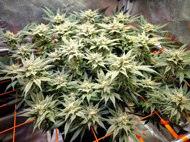 Caly 'n banana main lining. Week 9