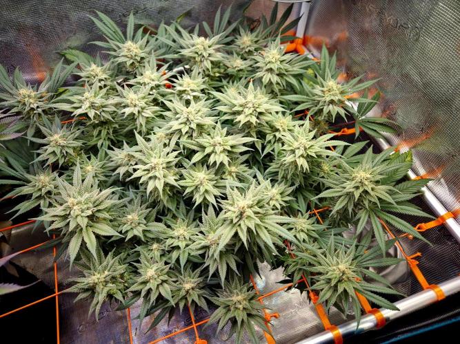 Caly 'n banana main lining. Week 9
