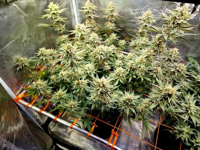 Caly 'n banana main lining. Week 9