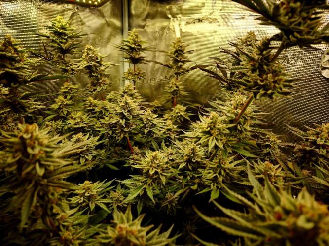 Caly 'n banana main lining. Week 9
