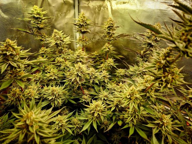 Caly 'n banana main lining. Week 9