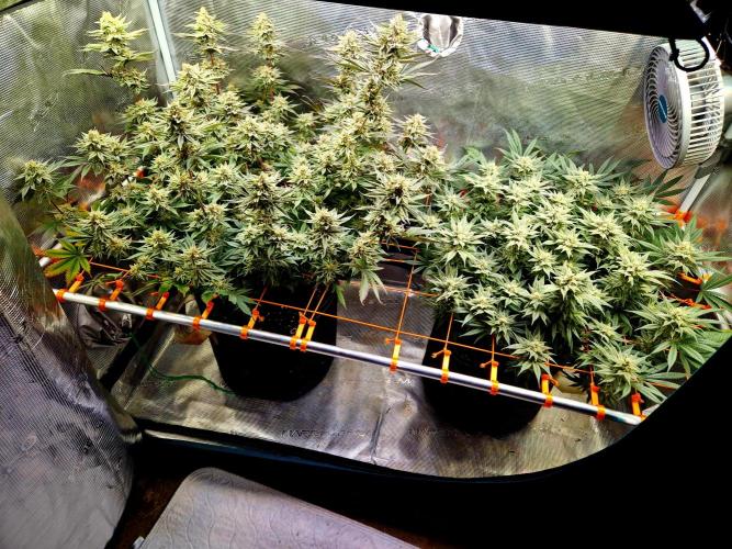 Caly 'n banana main lining. Week 9