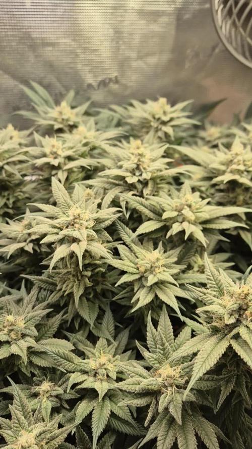 Caly 'n banana main lining