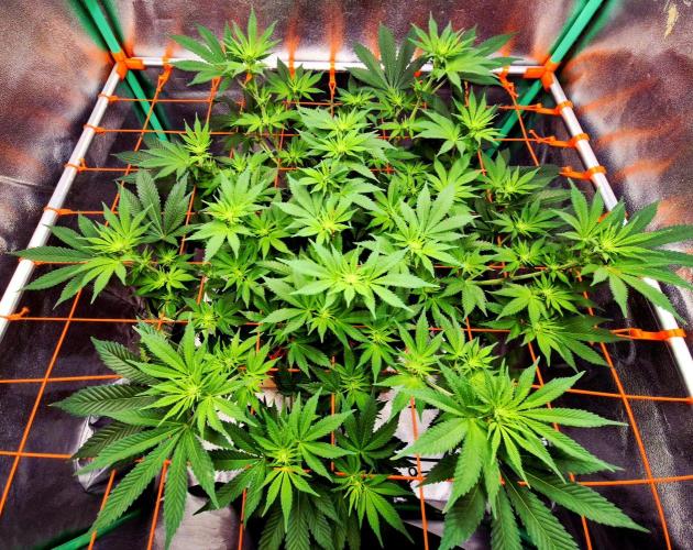 Orange bud main lining. Week 11