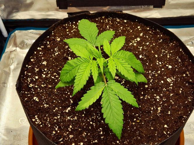 Cream Mandarine main lining. Week 3