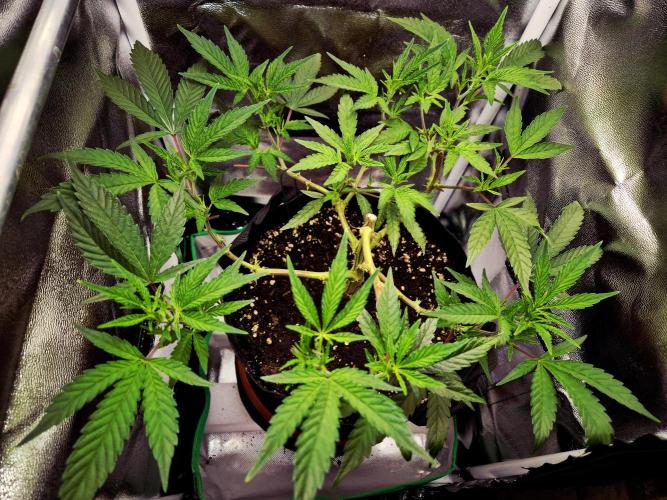 Special Kush (clone) main lining. Week 7 - 23.02.