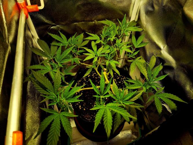 Special Kush (clone) main lining. Week 7