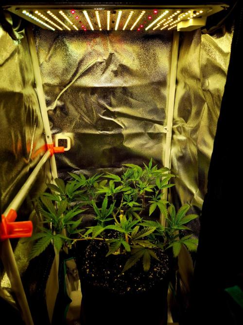 Special Kush (clone) main lining. Week 7 - Blütetag 1/22.02.