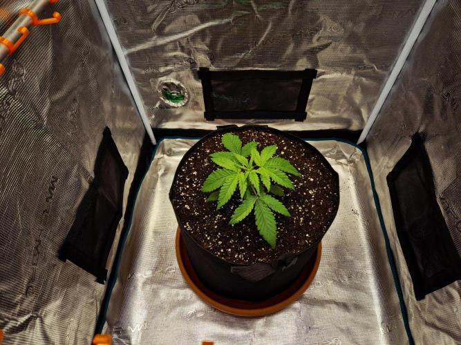 Cream Mandarine main lining. Week 3 - Tag 17