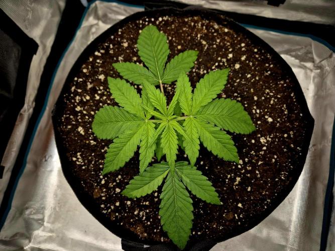 Cream Mandarine main lining. Week 3