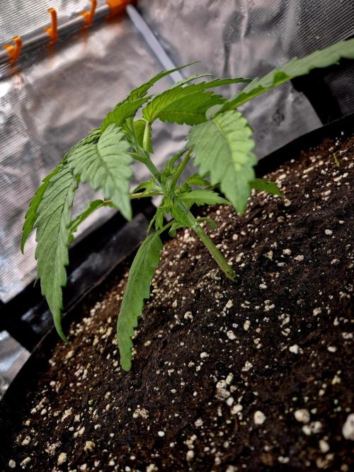 Cream Mandarine main lining. Week 3