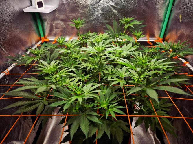 Orange bud main lining. Week 11 - 23.02.