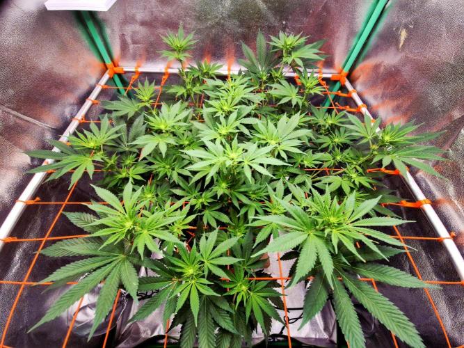 Orange bud main lining. Week 11