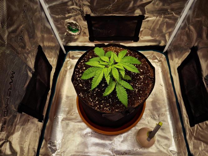 Cream Mandarine main lining. Week 3 - Tag 18