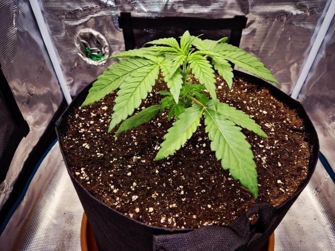 Cream Mandarine main lining. Week 3