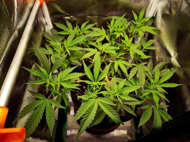Special Kush (clone) main lining. Week 7 - 24.02.