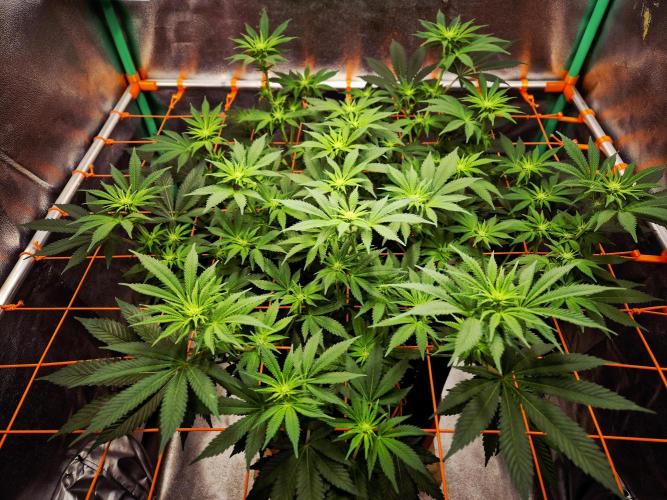Orange bud main lining. Week 11 - 24.02.