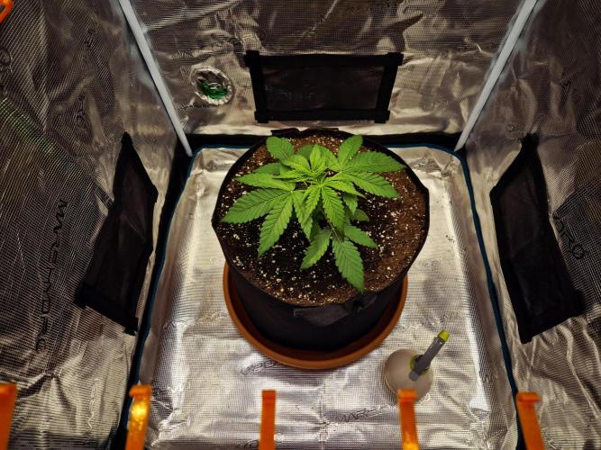 Cream Mandarine main lining. Week 3 - Tag 19