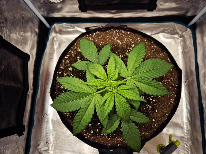 Cream Mandarine main lining. Week 3