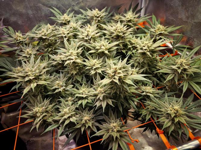 Caly 'n banana main lining. Week 9