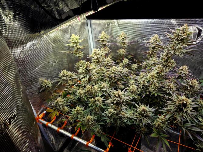 Caly 'n banana main lining. Week 9